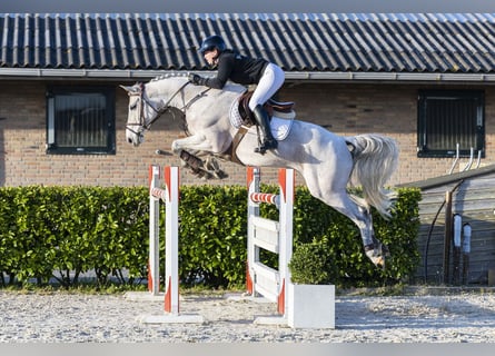 Westphalien, Hongre, 11 Ans, 168 cm, Gris