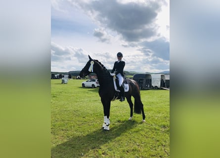 Westphalien, Hongre, 11 Ans, 172 cm, Bai