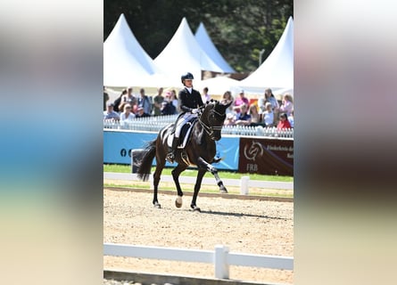 Westphalien, Hongre, 11 Ans, 174 cm, Noir