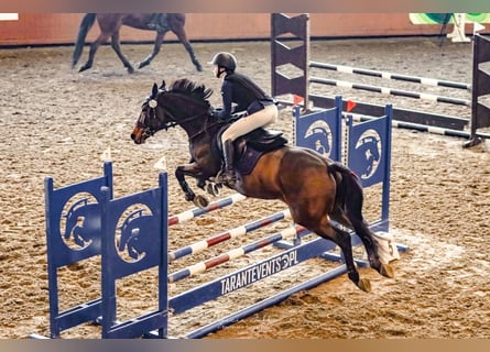 Westphalien, Hongre, 12 Ans, 167 cm, Bai cerise