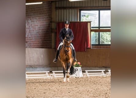 Westphalien, Hongre, 12 Ans, 172 cm, Bai