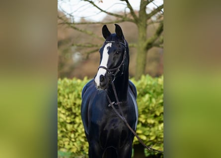 Westphalien, Hongre, 12 Ans, 176 cm, Noir