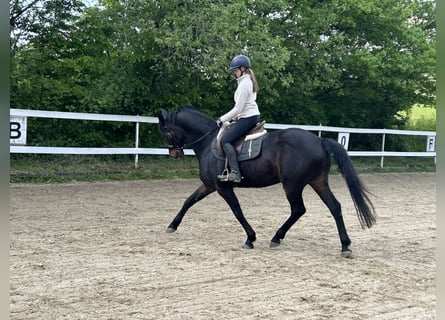 Westphalien, Hongre, 14 Ans, 165 cm, Bai