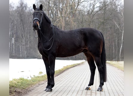 Westphalien, Hongre, 16 Ans, 172 cm, Bai brun