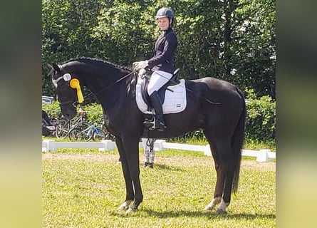 Westphalien, Hongre, 19 Ans, 176 cm, Noir Westphalien, Hongre, 19 Ans, 176 cm, Noir