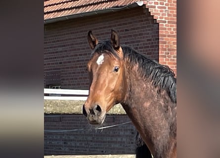Westphalien, Hongre, 2 Ans, 163 cm, Bai