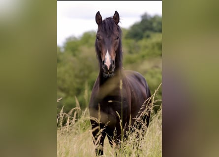 Westphalien, Hongre, 2 Ans, 164 cm, Bai brun