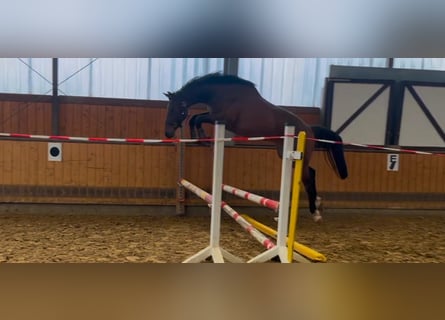 Westphalien, Hongre, 2 Ans, Bai