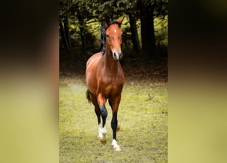 Westphalien, Hongre, 3 Ans, 163 cm, Bai