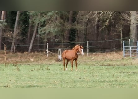 Westphalien, Hongre, 3 Ans, 164 cm, Alezan