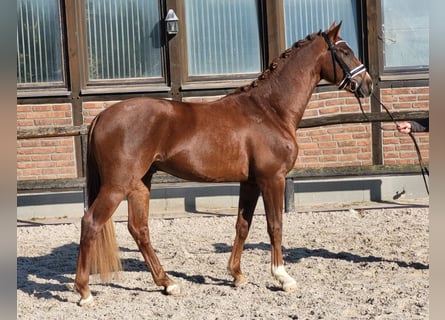 Westphalien, Hongre, 3 Ans, 165 cm, Alezan brûlé