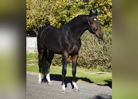 Westphalien, Hongre, 3 Ans, 167 cm, Bai brun