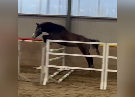 Westphalien, Hongre, 3 Ans, 167 cm, Gris