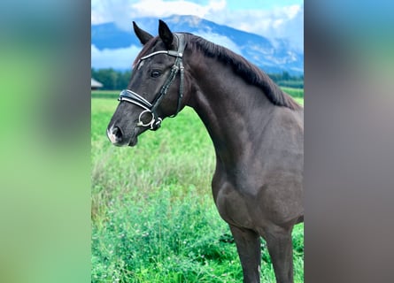 Westphalien, Hongre, 3 Ans, 167 cm, Noir