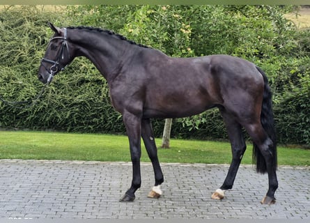 Westphalien, Hongre, 3 Ans, 169 cm, Noir