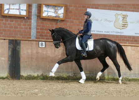 Westphalien, Hongre, 3 Ans, 169 cm, Noir