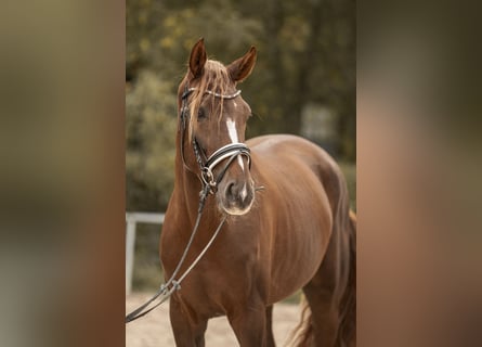 Westphalien, Hongre, 3 Ans, 170 cm, Alezan brûlé