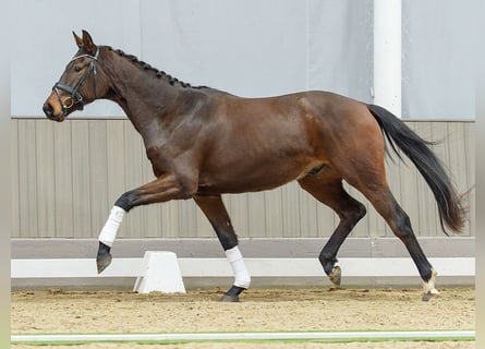 Westphalien, Hongre, 3 Ans, Bai