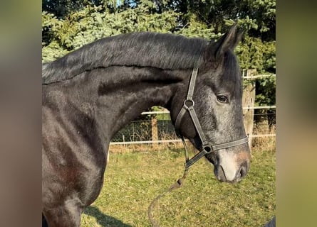Westphalien, Hongre, 3 Ans, Gris noir