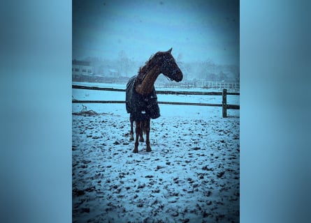 Westphalien, Hongre, 4 Ans, 155 cm, Alezan