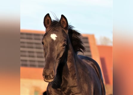 Westphalien, Hongre, 4 Ans, 160 cm, Noir