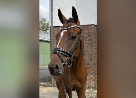 Westphalien, Hongre, 4 Ans, 162 cm, Bai