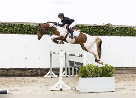 Westphalien, Hongre, 4 Ans, 163 cm