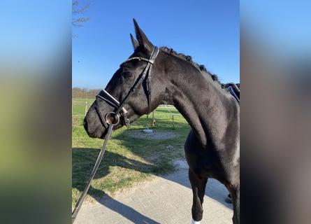 Westphalien, Hongre, 4 Ans, 164 cm, Noir