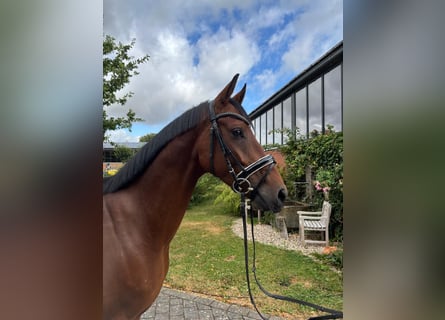 Westphalien, Hongre, 4 Ans, 165 cm, Bai