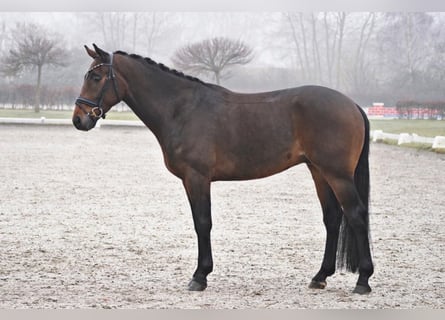 Westphalien, Hongre, 4 Ans, 165 cm, Bai
