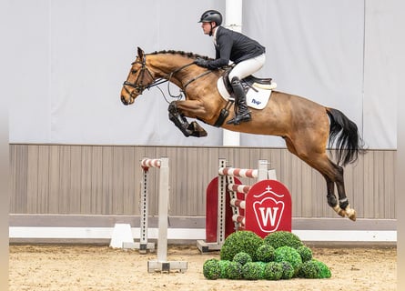 Westphalien, Hongre, 4 Ans, 165 cm, Bai