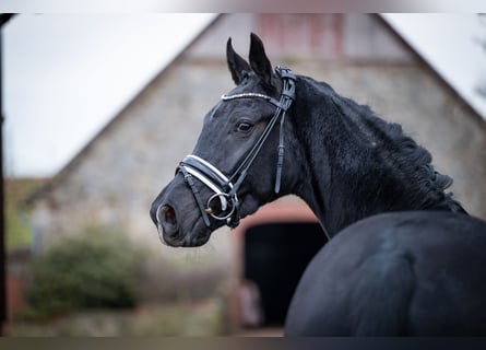 Westphalien, Hongre, 4 Ans, 165 cm, Noir