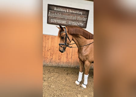 Westphalien, Hongre, 4 Ans, 166 cm, Alezan cuivré