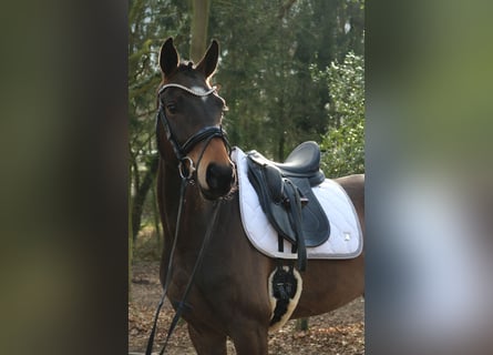 Westphalien, Hongre, 4 Ans, 166 cm, Bai brun