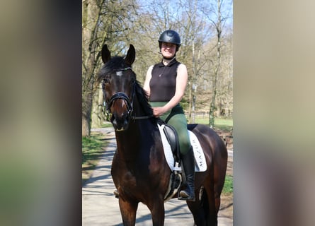 Westphalien, Hongre, 4 Ans, 166 cm, Bai brun