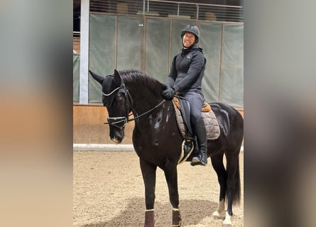 Westphalien, Hongre, 4 Ans, 167 cm