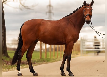 Westphalien, Hongre, 4 Ans, 168 cm, Bai