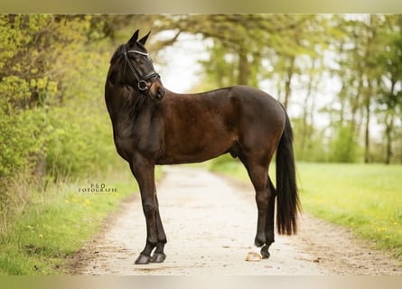 Westphalien, Hongre, 4 Ans, 168 cm, Noir