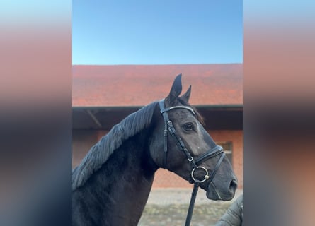 Westphalien, Hongre, 4 Ans, 168 cm, Noir