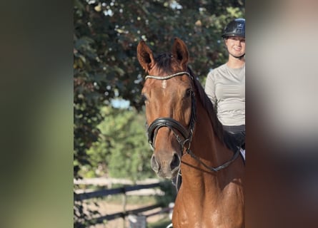 Westphalien, Hongre, 4 Ans, 170 cm, Alezan brûlé