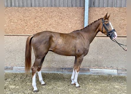 Westphalien, Hongre, 4 Ans, 170 cm, Alezan brûlé