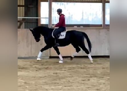 Westphalien, Hongre, 4 Ans, 170 cm, Bai brun foncé