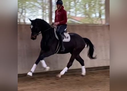 Westphalien, Hongre, 4 Ans, 170 cm, Bai brun foncé