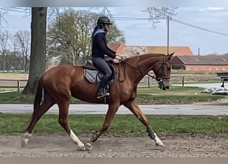 Westphalien, Hongre, 4 Ans, 171 cm, Alezan