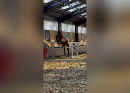 Westphalien, Hongre, 4 Ans, 176 cm, Bai