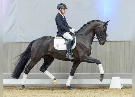 Westphalien, Hongre, 4 Ans, Bai