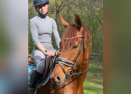 Westphalien, Hongre, 5 Ans, 162 cm, Alezan