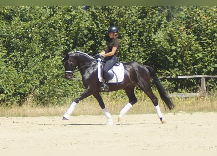 Westphalien, Hongre, 5 Ans, 162 cm, Bai brun foncé