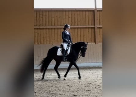 Westphalien, Hongre, 5 Ans, 163 cm, Bai brun