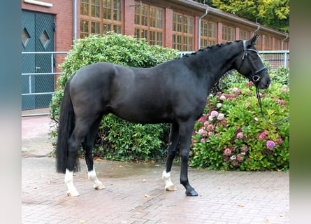 Westphalien, Hongre, 5 Ans, 166 cm, Noir